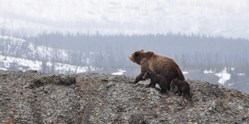 游戏资讯51：攻略、论坛与评测，三位一体的玩家制胜指南