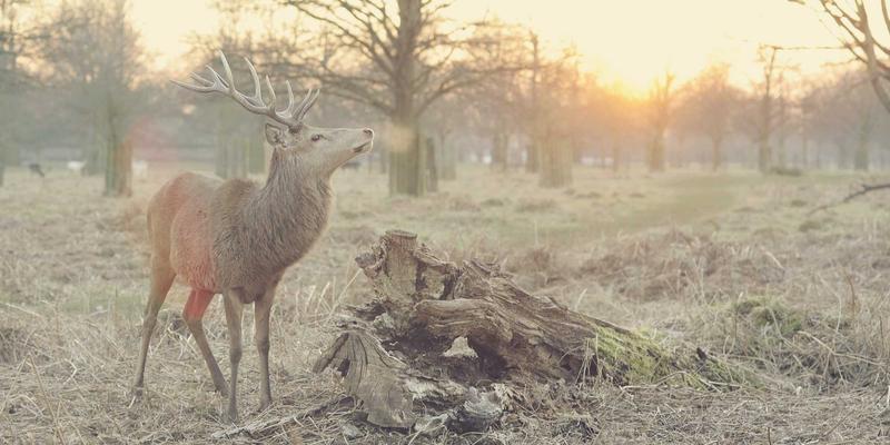 电竞赛事生态全解析：从战队商业模式到选手生涯，游戏资讯与攻略背后的产业真相